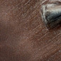 Cappuccino - Cat eye Cappuccino - Cat eye